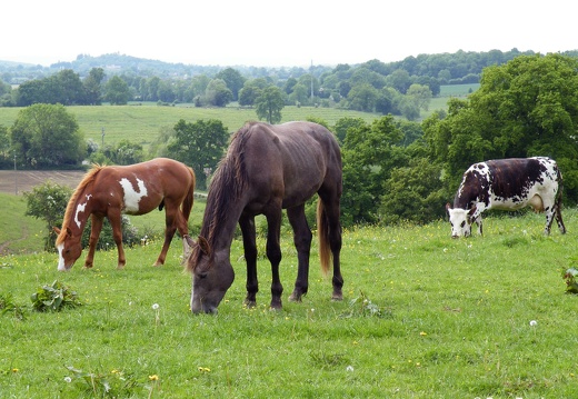 Chevaux dans l'Orne en Normandie