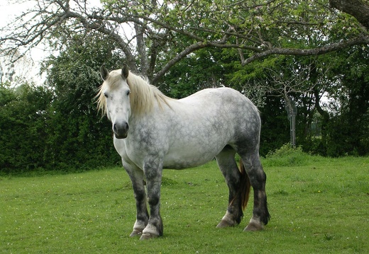 Le Percheron - Orne Normandie