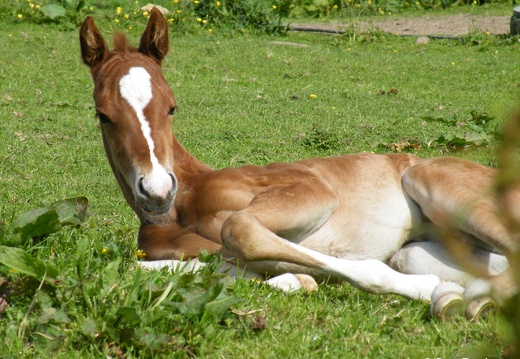 Poulain - Le Cheval dans l'Orne en Normandie