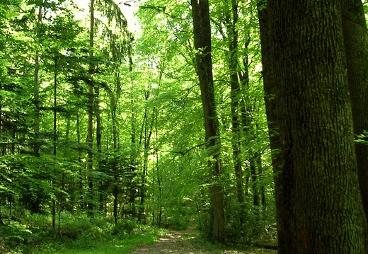 Chemin forestier dans l'Orne en Normandie