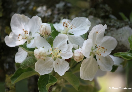 Fleurs de Pommiers