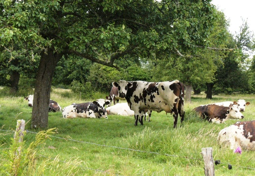 Vache normande