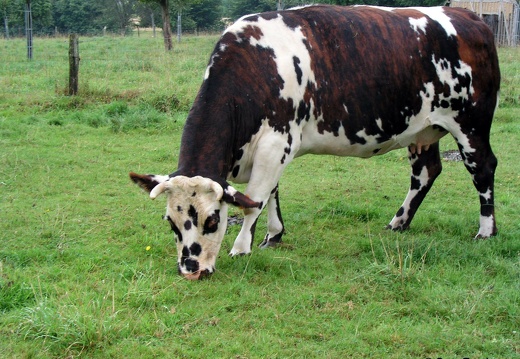 Vache normande