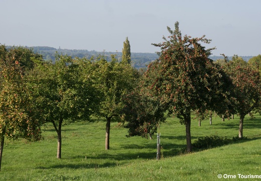 Les vergers du Pays d'Auge Ornais