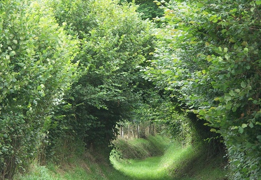 Chemin de randonnée dans l'Orne en Normandie