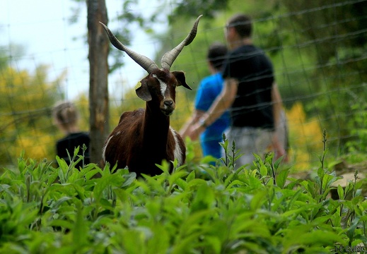 Le parc animalier d'Ecouves - Le bouillon