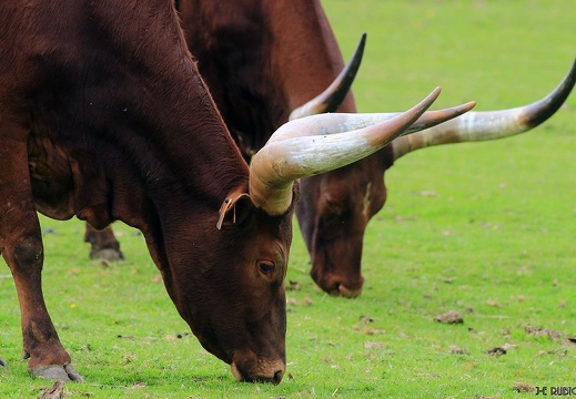 Le parc animalier d'Ecouves - Le bouillon