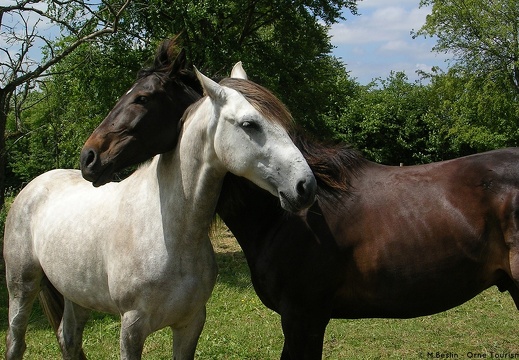 Chevaux