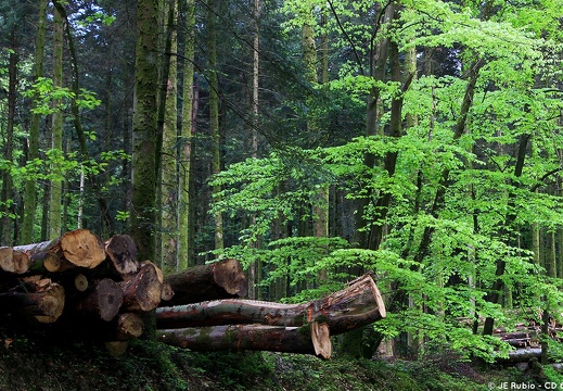 Forêt de l'Orne