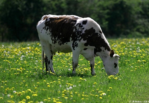 vache normande