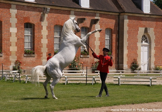 Le Haras national du Pin