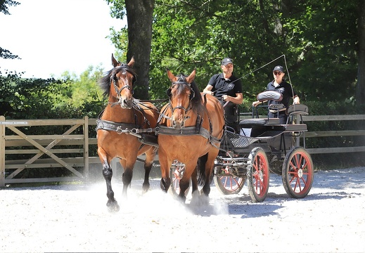 Le Haras national du Pin